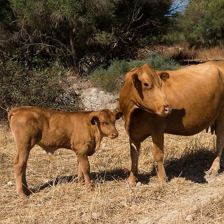 Agroturismo Can Feliu Поррерас Екстер'єр фото