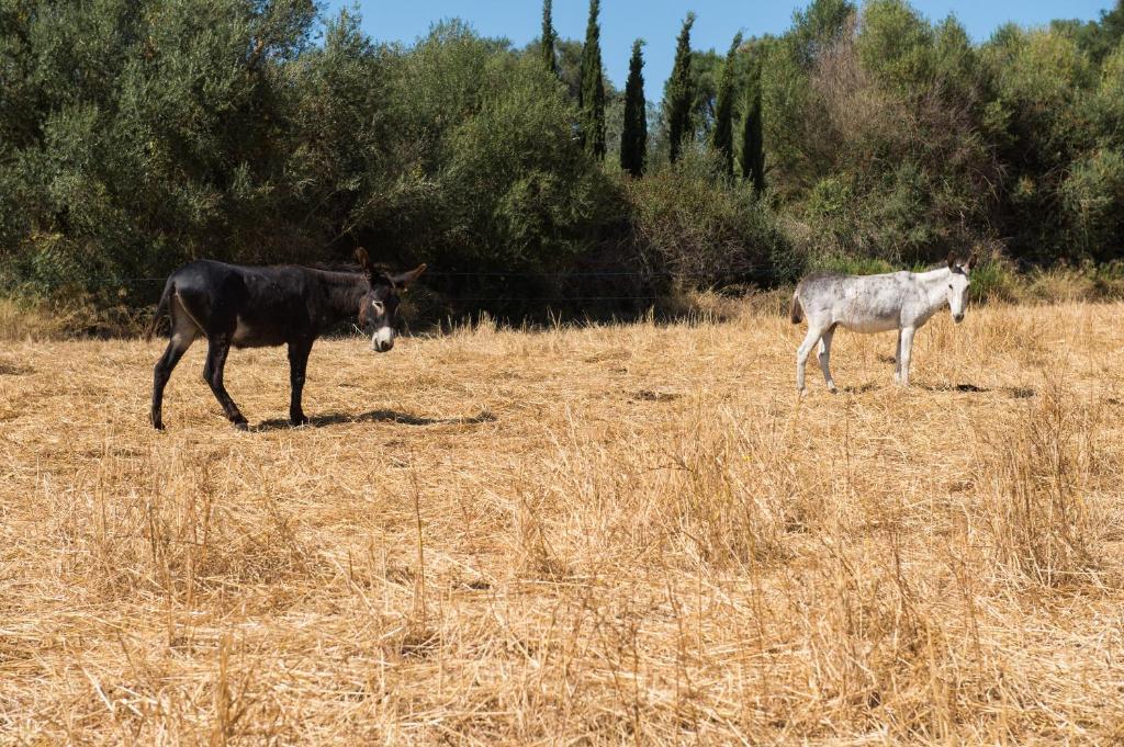 Agroturismo Can Feliu Поррерас Екстер'єр фото